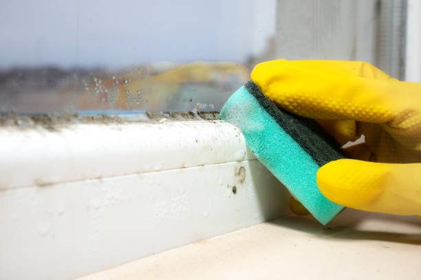 Best Fast Mold Removal  in Coon Rapids, MN