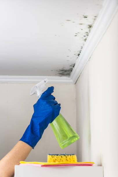 Best Residential Mold Removal  in Coon Rapids, MN